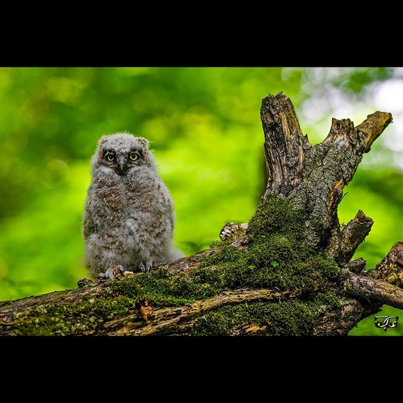 Meet your Posher, Laura - Picture 5 of 8